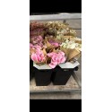 Calla rose - Frannce-midi