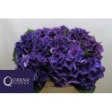 hortensia m royal king - Frans Mans VOF