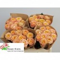 R GR PEACH FUNKY+ - H. und S. Kretz