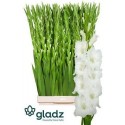 glaieul GR Nova Zembla blc blanc - .