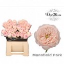 R KL MANSFI PARK - Vip Roses by Sassen