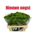 poete KIWI MELLOW EX - .