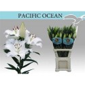 lilium PACIFIC OCEAN - .