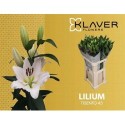 lilium TISENTO - .