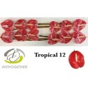 anthurium Tropical rouge - Anthogether Hubers