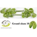 anthurium GRAND SLAM - Anthogether Bouman