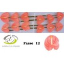 anthurium FARAO - Anthogether Oosterzon