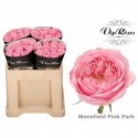R KL MANSFI PIN PARK - Vip Roses by Sassen