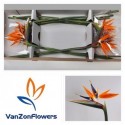 STREL REGINAE BLOEM - van Zon Flowers