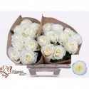 R GR CHIC blanc! - Kluempen Roses