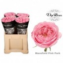 R KL MANSFI PIN PARK - Vip Roses by Sassen
