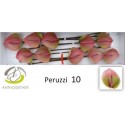 anthurium Peruzzi vert/rosé - Anthogether...