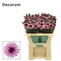 CHR G PIP - Decorum ArcadiA