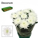 CHR G TOPSPIN - Decorum ArcadiA