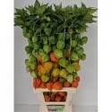 PHYSALIS LAMPION TAK - vanO