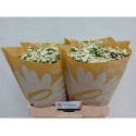 matricaire PA RIO (WIT) - .