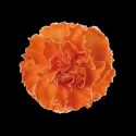 DIANTHUS ST ORANGE - .