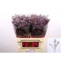 LIM SAF LILAC 80 40 - .