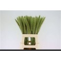 PENNI OV - Ter Haar Ornamental Fl