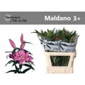 lilium MALDANO - .