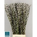 SALIX CA SNOW FLAKE - Goedegebuure Naturals