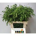 Chasmanthium latifolium mantis - Y z m lev...