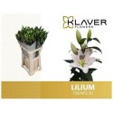 lilium TISENTO 2+ - .