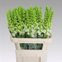 muflier OP FRESH blanc - .