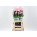 œillet gros ESSIANA L.ROSE - .