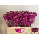 giroflée STOX DEEP ROSE - .