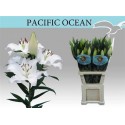 lilium PACIFIC OCEAN 5+ - .