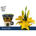 lys Nashville jaune SUPRA - .