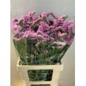 statice CRYSTAL PINK - .