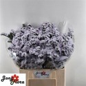 statice CRYSTAL SKY BLUE - .