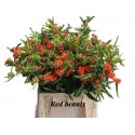 Asclepias tuberosa red beauty - M Stengs &...