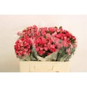R branchue fireworks - Enkasiti Ltd / B.S.I.