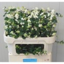 SYMPHO MAG AVALANCHE - Dam.Plant