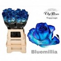 R GR OV KLB H% - Vip Roses by Sassen
