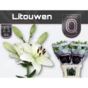 lys LITOUWEN 5+ SUPRA - .
