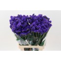 statice BESOS SUN BIRDS 70/45GR - .