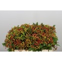 VIBUR OP COMPACTUM 60 CM EX - .