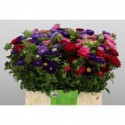 reine mix botte - Klepper, Firma
