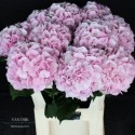 hortensia M CH VERENA - van Dijk Hortensia BV
