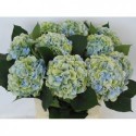 hortensia M CH VERE BL CL - Kwekerij Duynveld
