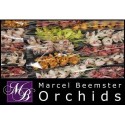 orchidé MI varié - Marcel Beemster Orchids