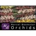 orchidé MI varié - Marcel Beemster Orchids