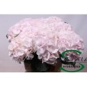 hortensia M CH SW VERENA - Sonneveld...