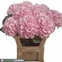 hortensia M CH VERENA - Impress Flowers