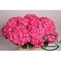 hortensia M CH RODEO RD - Sonneveld Hydrangea