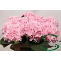hortensia M CH VERENA - Sonneveld Hydrangea